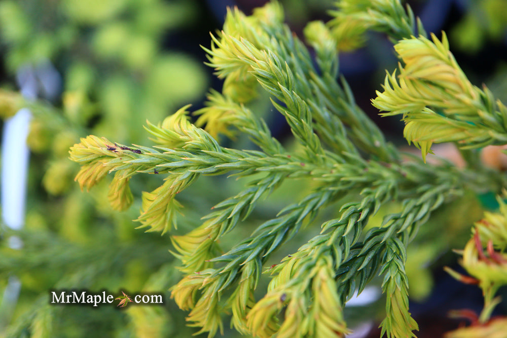 Cryptomeria japonica 'Spiralis' Japanese Cedar