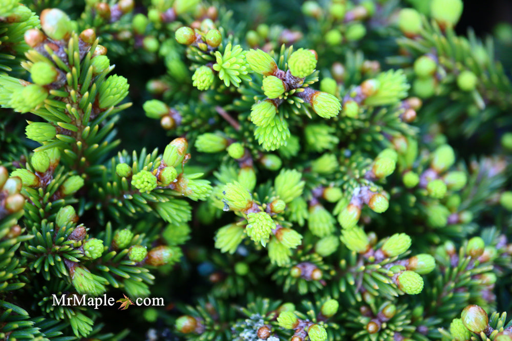 Picea abies 'Malena' Rare Dwarf Norway Spruce