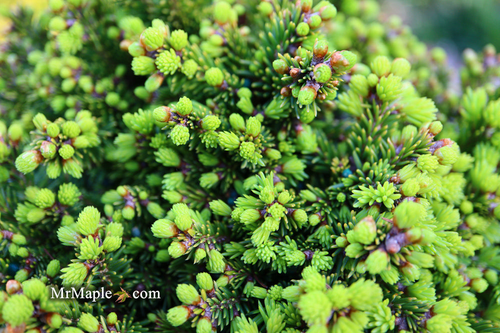 Picea abies 'Malena' Rare Dwarf Norway Spruce