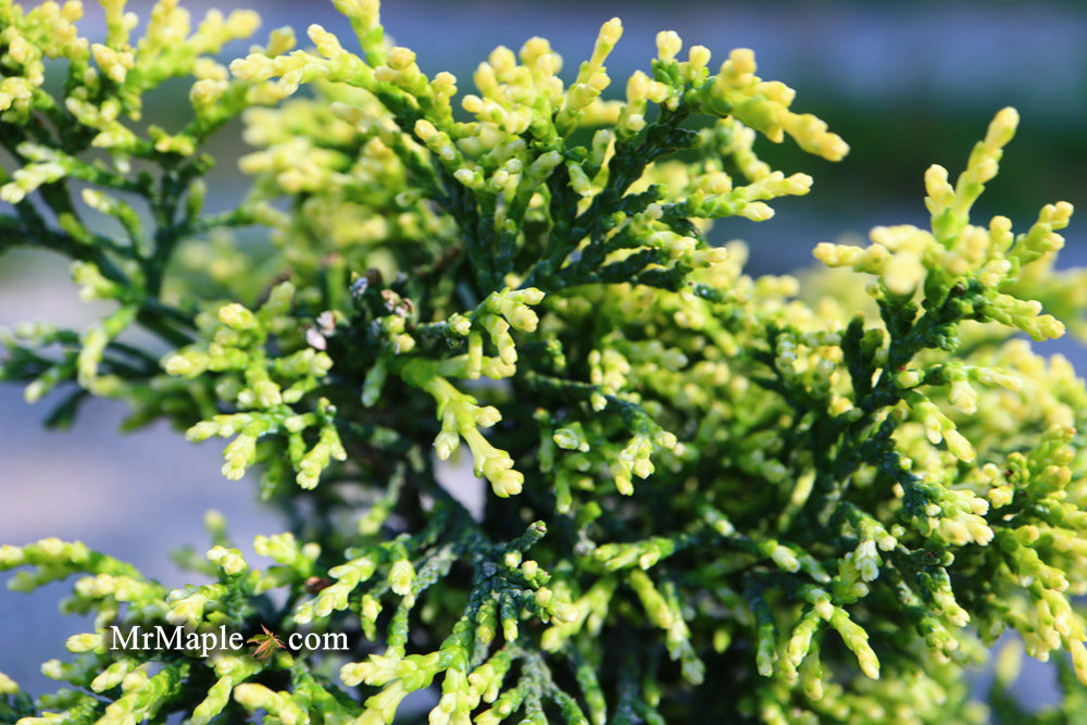 Chamaecyparis obtusa 'Kamaeni hiba’ Golden Hinoki Cypress