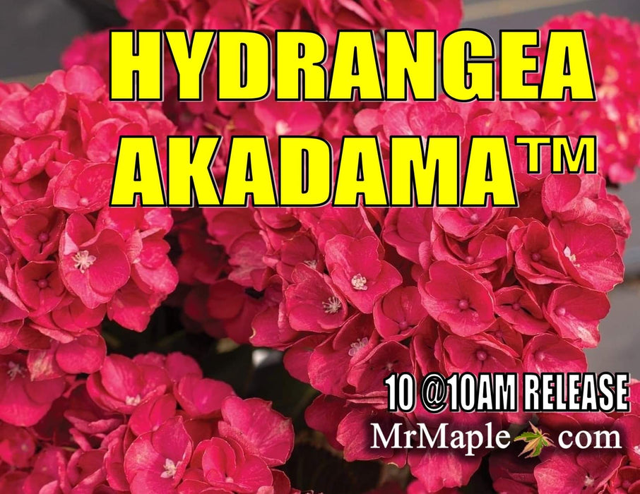 Hydrangea macrophylla 'Akadama’ Hydrangea