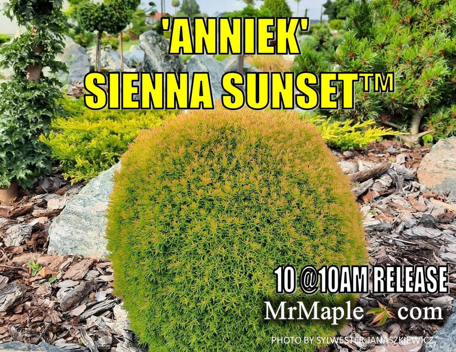 Thuja occidentalis 'Anniek' Sienna Sunset™ Golden Arborvitae