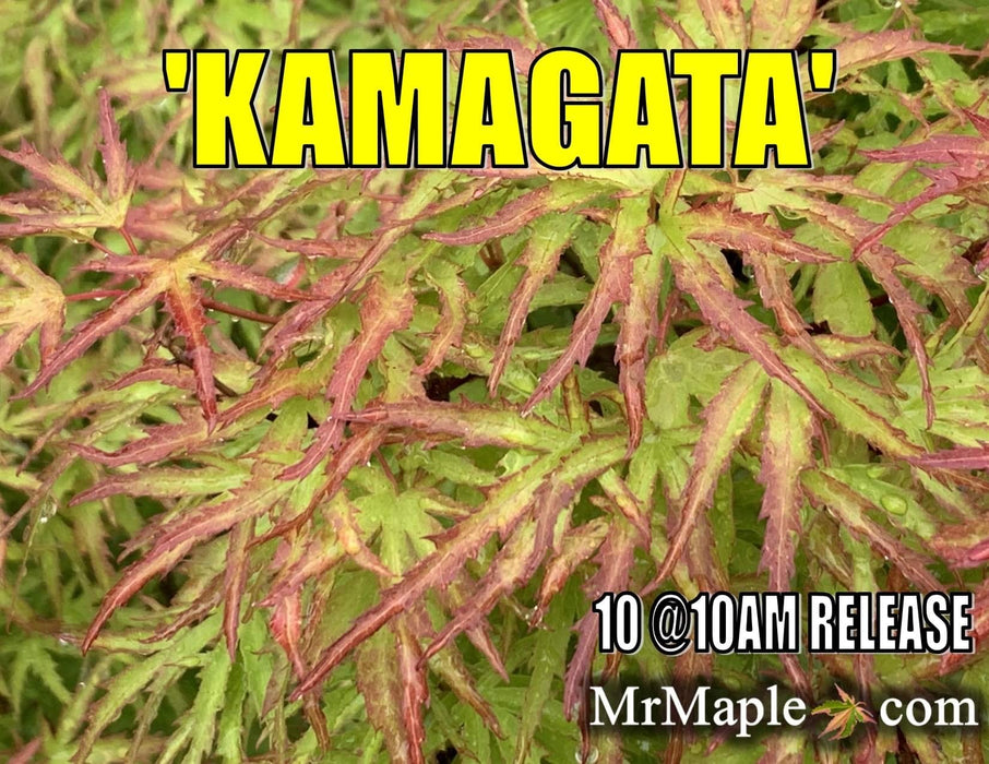 FOR PICKUP ONLY | Acer palmatum 'Kamagata' Japanese Maple | DOES NOT SHIP