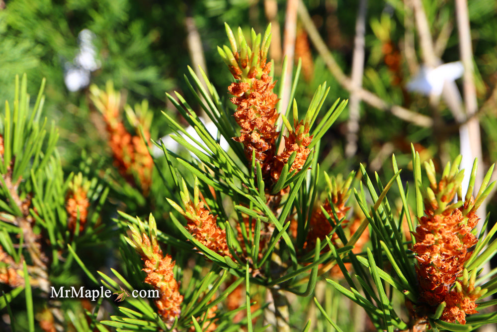 Pinus bungeana 'Temple Gem' Chinese Lacebark Pine Tree