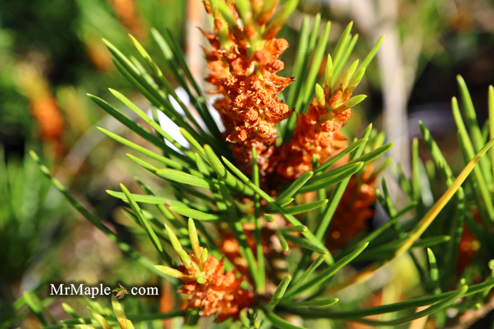 Pinus bungeana 'Temple Gem' Chinese Lacebark Pine Tree
