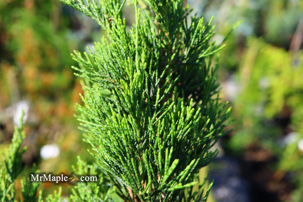 Juniperus virginiana 'Idyllwild' Eastern Red Cedar