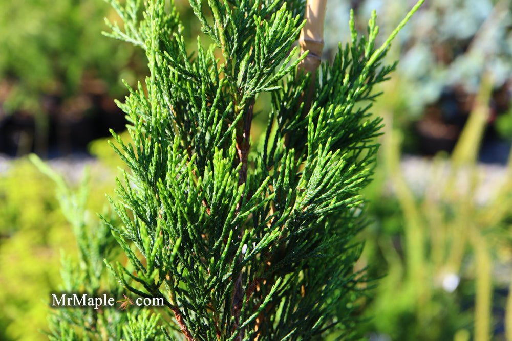 Juniperus virginiana 'Idyllwild' Eastern Red Cedar