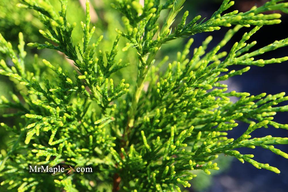 Juniperus chinensis 'Mac's Golden' Juniper