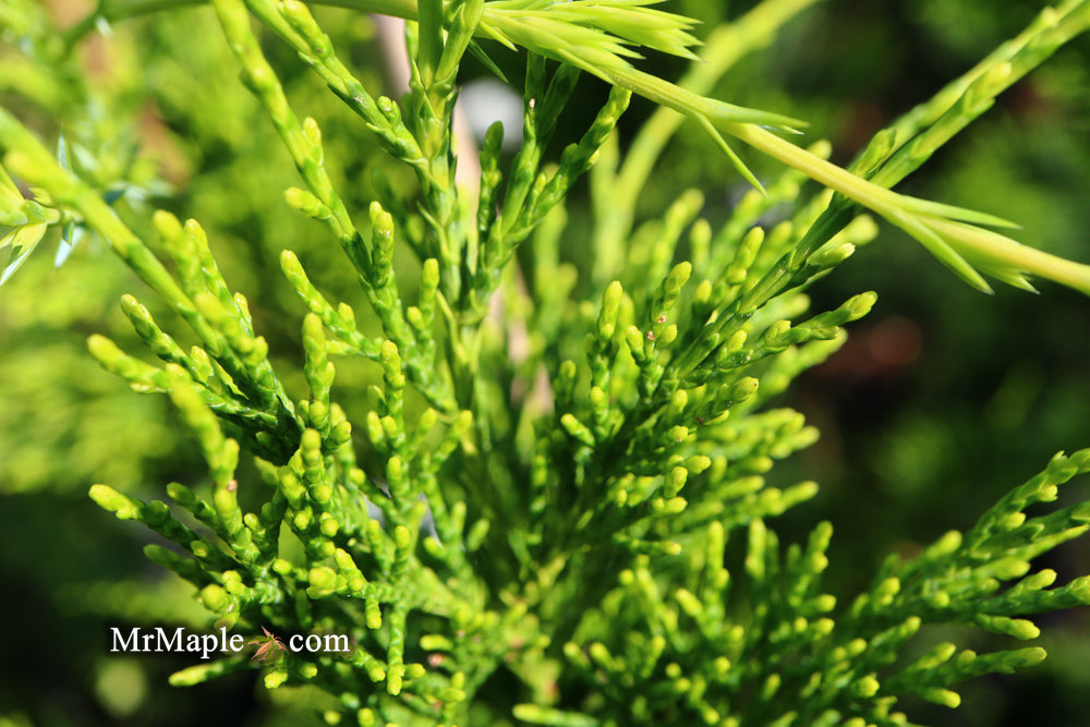 Juniperus chinensis 'Mac's Golden' Juniper