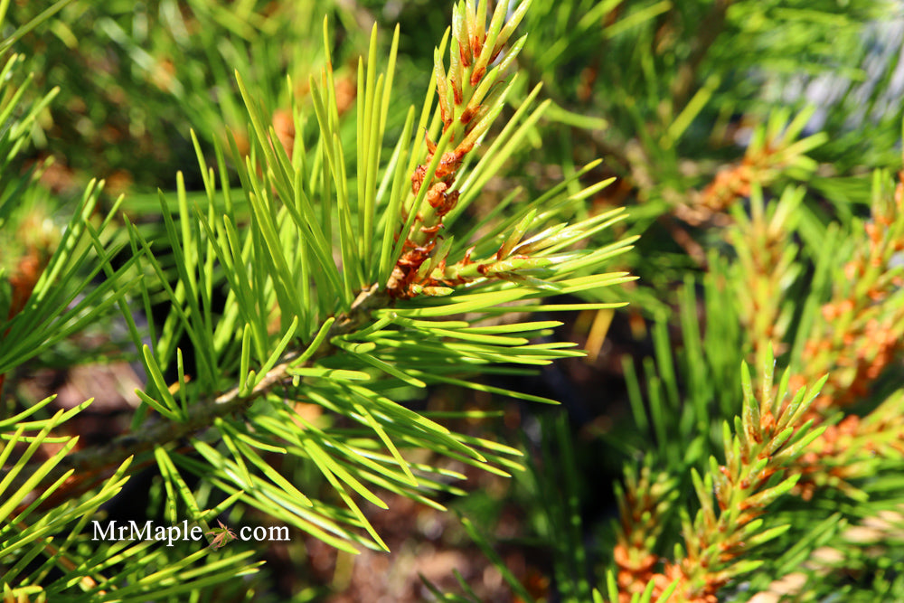 Lacebark Pine 