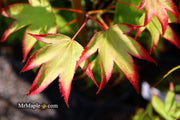 - Acer palmatum 'Tsuma gaki' Japanese Maple - Mr Maple │ Buy Japanese Maple Trees