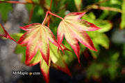 - Acer palmatum 'Tsuma gaki' Japanese Maple - Mr Maple │ Buy Japanese Maple Trees