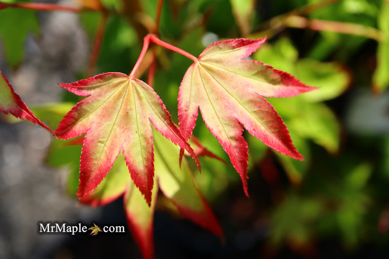 - Acer palmatum 'Tsuma gaki' Japanese Maple - Mr Maple │ Buy Japanese Maple Trees
