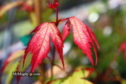 - Acer palmatum 'Tsuma gaki' Japanese Maple - Mr Maple │ Buy Japanese Maple Trees