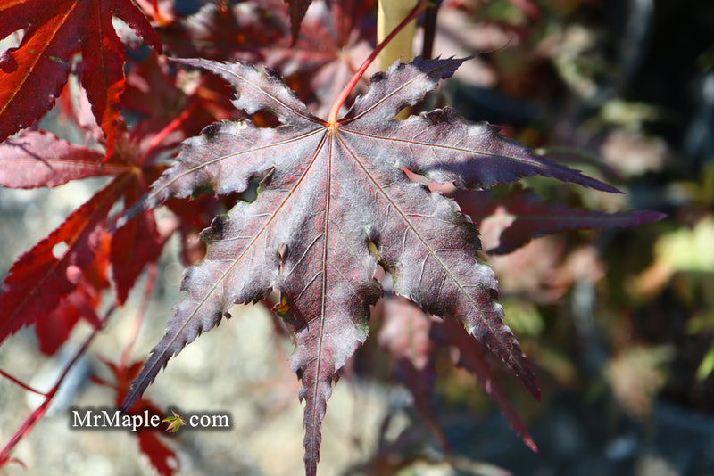 - Acer palmatum 'Purple Ghost' Japanese Maple - Mr Maple │ Buy Japanese Maple Trees