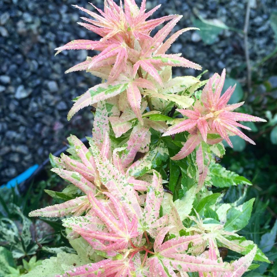Buy Acer palmatum 'Snow Kitten' Variegated Mikawa Japanese Maple
