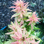 - Acer palmatum 'Snow Kitten' Japanese Maple - Mr Maple │ Buy Japanese Maple Trees