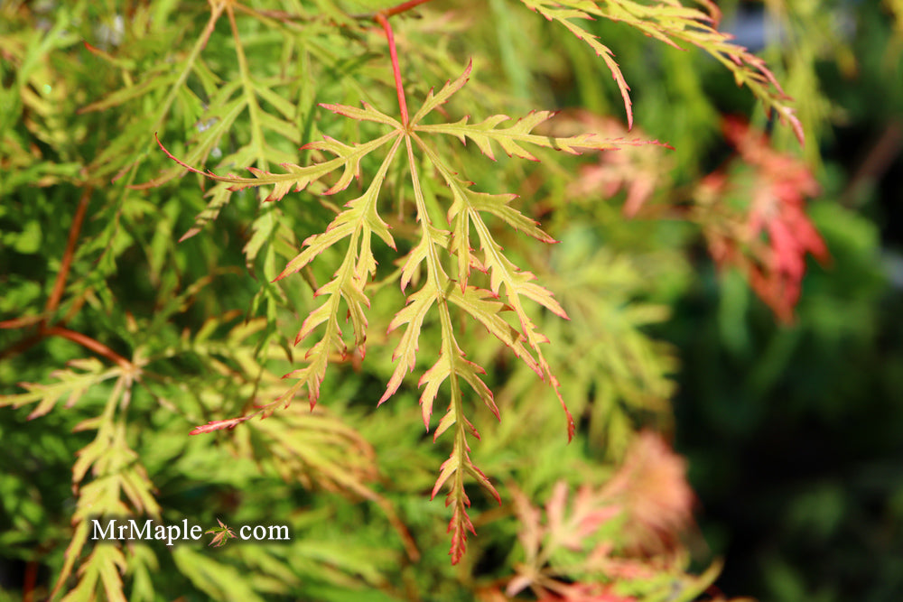 Acer palmatum 'Lemon Lime Lace' Japanese Maple