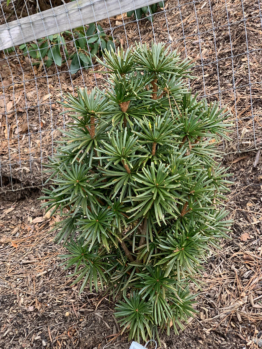 Sciadopitys verticillata 'Green Star' Japanese Umbrella Pine Tree