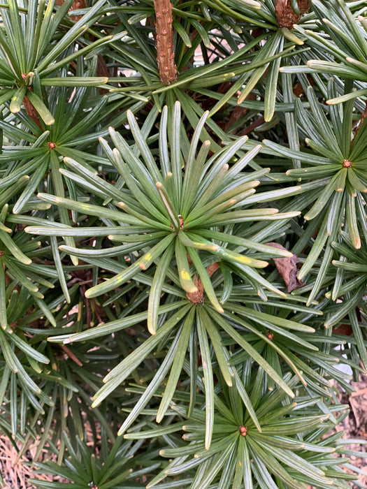 Sciadopitys verticillata 'Green Star' Japanese Umbrella Pine Tree