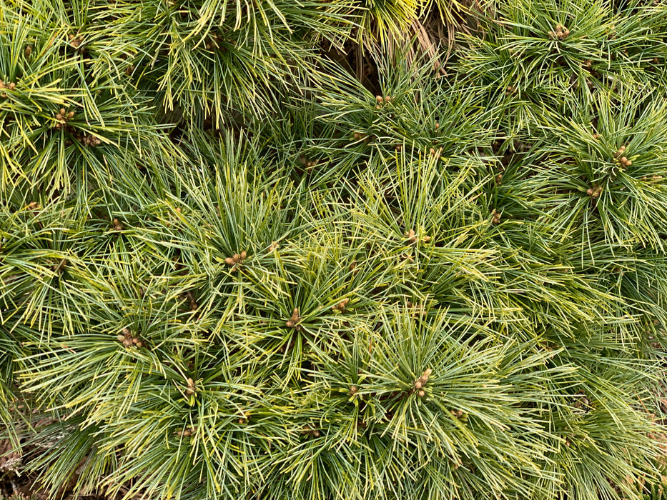 Pinus strobus 'Macopin' Dwarf White Pine Tree