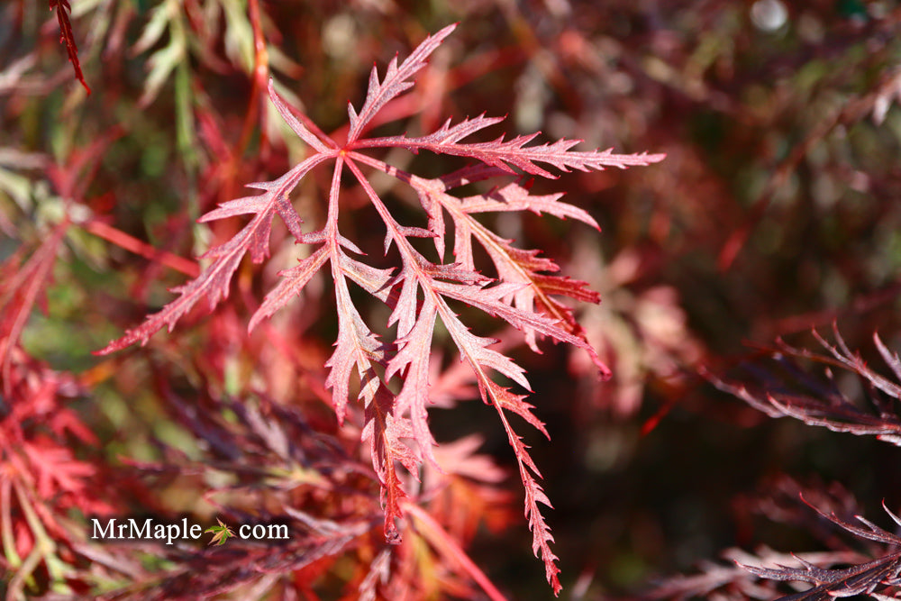 Acer palmatum 'Prince Charming' Japanese Maple