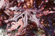 - Acer palmatum 'Purple Ghost' Japanese Maple - Mr Maple │ Buy Japanese Maple Trees