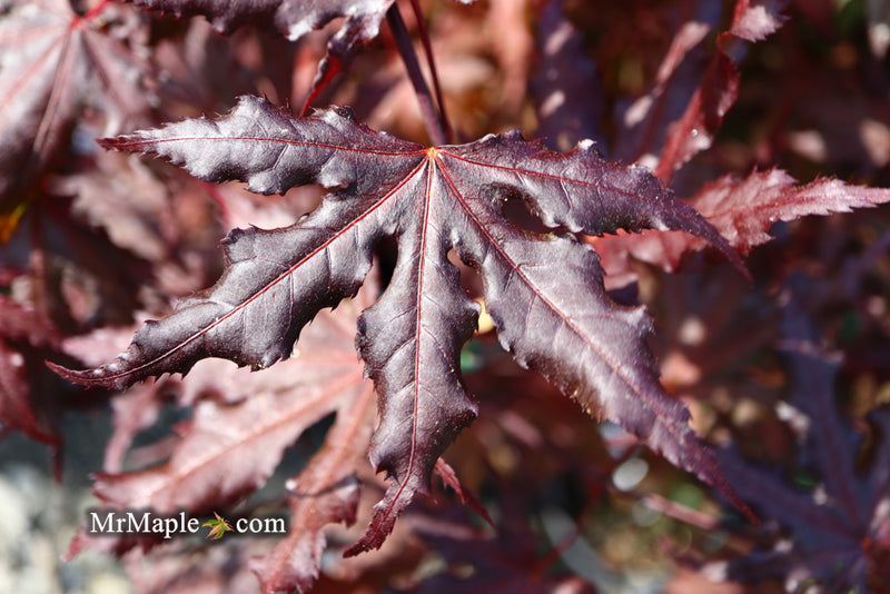 - Acer palmatum 'Purple Ghost' Japanese Maple - Mr Maple │ Buy Japanese Maple Trees