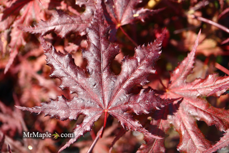 - FOR PICKUP ONLY | Acer palmatum 'Purple Ghost' Japanese Maple | DOES NOT SHIP - Mr Maple │ Buy Japanese Maple Trees