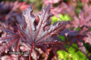 - Acer palmatum 'Purple Ghost' Japanese Maple - Mr Maple │ Buy Japanese Maple Trees
