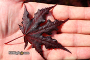 - Acer palmatum 'Purple Ghost' Japanese Maple - Mr Maple │ Buy Japanese Maple Trees