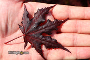- FOR PICKUP ONLY | Acer palmatum 'Purple Ghost' Japanese Maple | DOES NOT SHIP - Mr Maple │ Buy Japanese Maple Trees