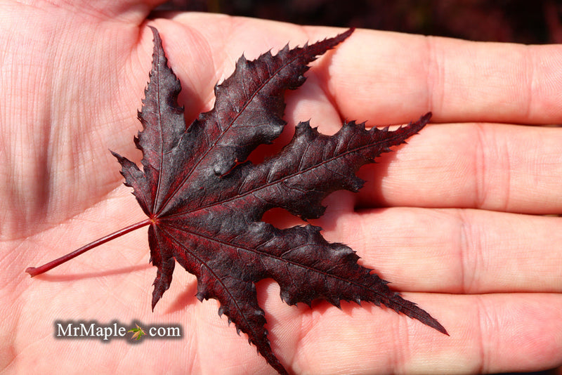 - FOR PICKUP ONLY | Acer palmatum 'Purple Ghost' Japanese Maple | DOES NOT SHIP - Mr Maple │ Buy Japanese Maple Trees