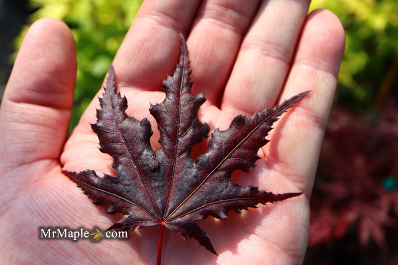 - FOR PICKUP ONLY | Acer palmatum 'Purple Ghost' Japanese Maple | DOES NOT SHIP - Mr Maple │ Buy Japanese Maple Trees