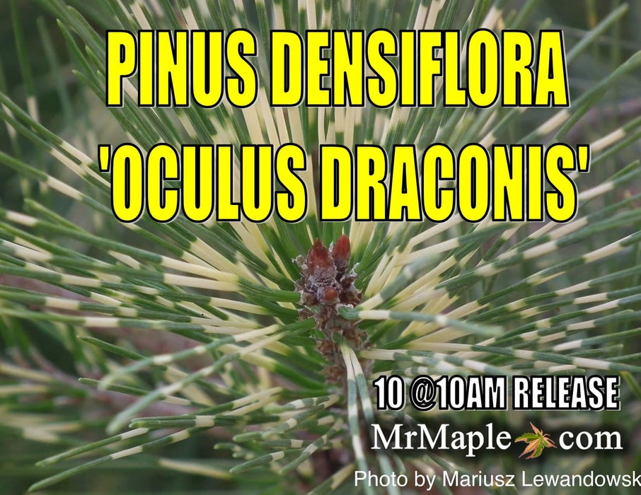 Pinus densiflora 'Oculus Draconis' Eye of the Dragon Variegated Japanese Red Pine