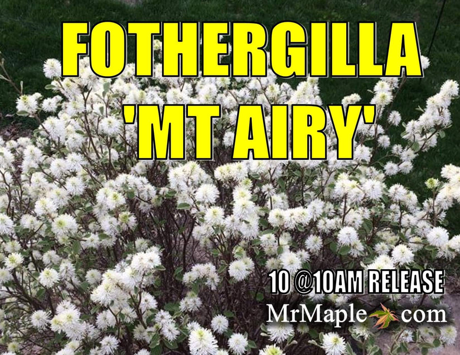 Fothergilla 'Mount Airy' Flowering Fothergilla