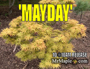 - Acer palmatum 'Mayday' Rare Dwarf Japanese Maple - Mr Maple │ Buy Japanese Maple Trees