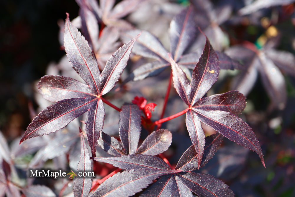 FOR PICKUP ONLY | Acer palmatum 'Twombly's Red Sentinel' Columnar Japanese Maple | DOES NOT SHIP