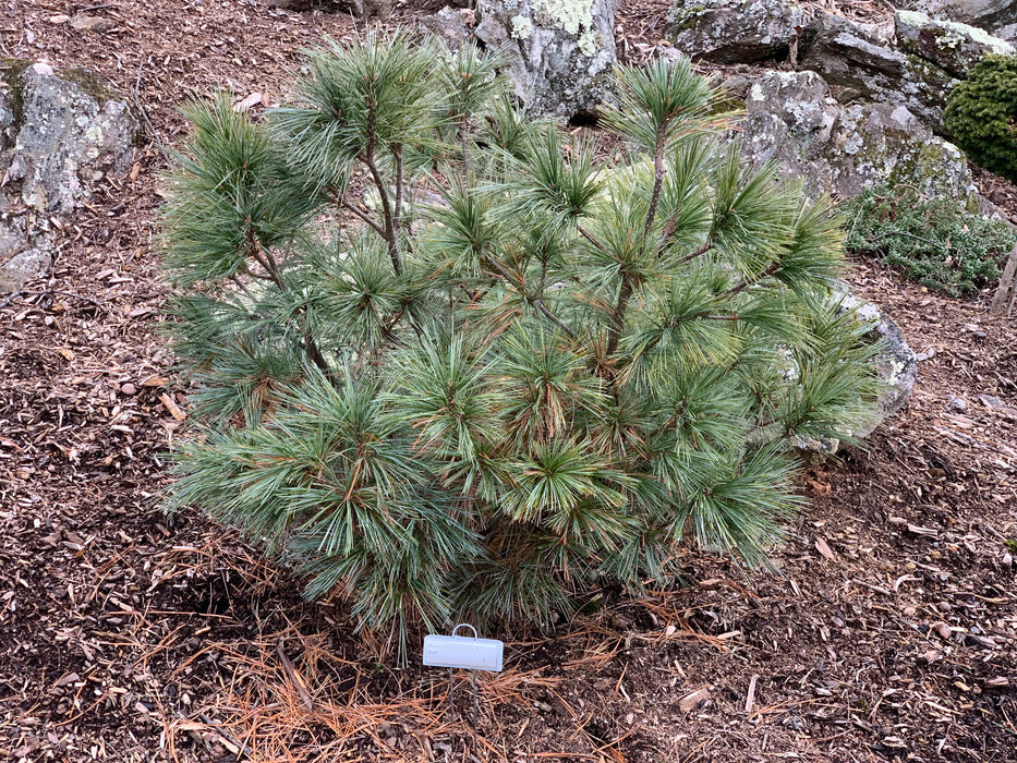 Pinus strobus 'Biltmore Blue' Dwarf White Pine
