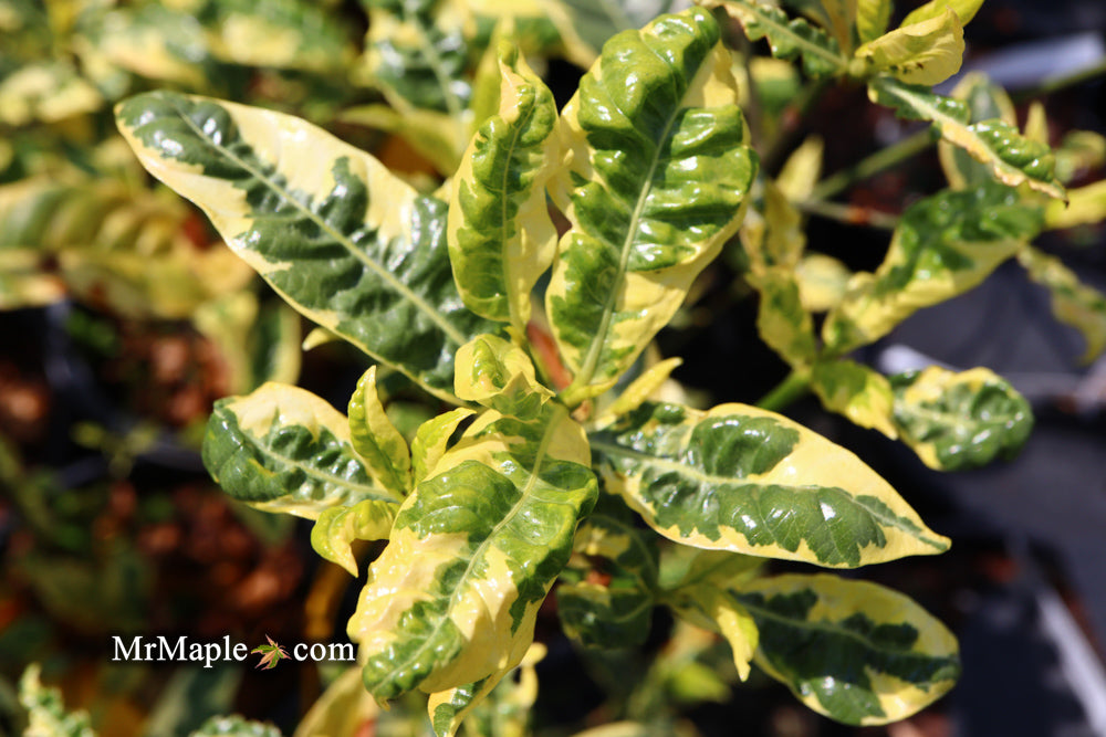 Gardenia jasminoides 'Variegata' Fragrant Cape Jasmine