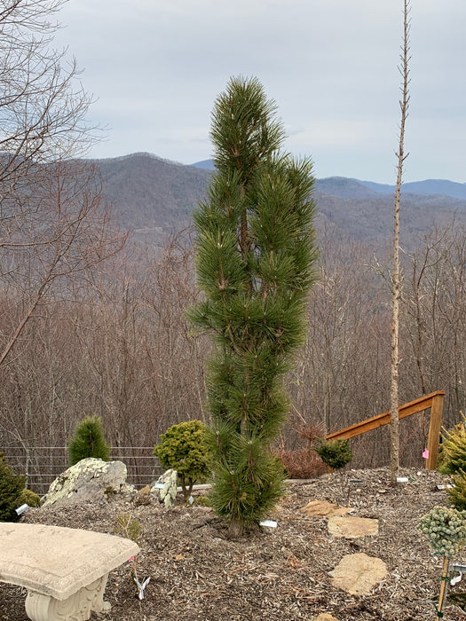 Pinus nigra 'Arnold's Sentinel' Columnar Austrian Black Pine Tree