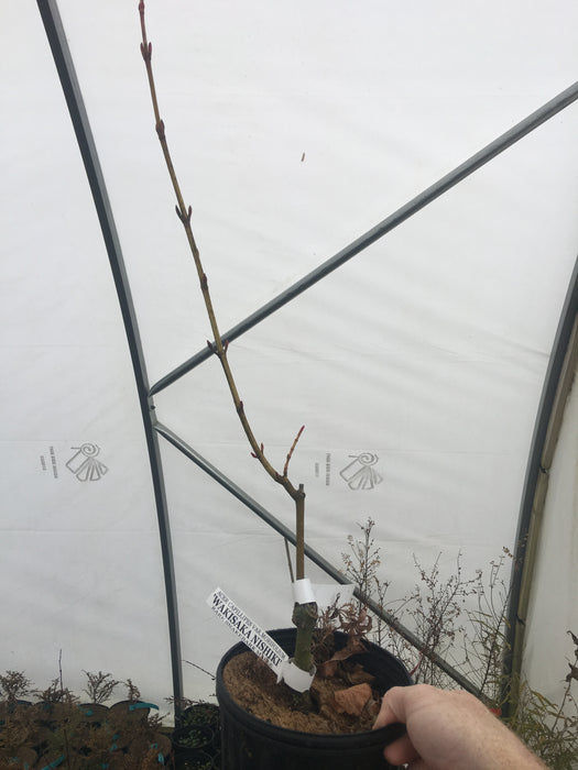 Acer capillipes 'Wakisaka nishiki' Variegated Snakebark Maple