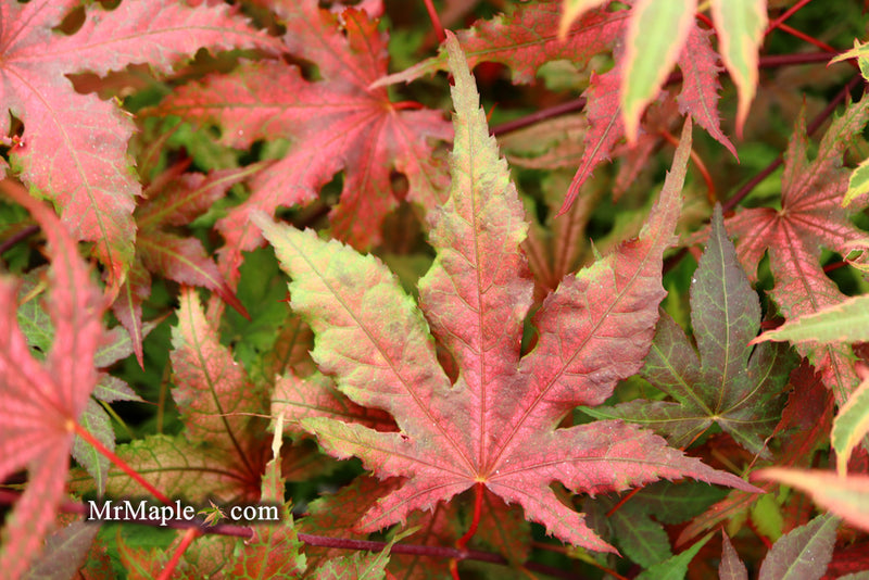 - Acer palmatum 'Purple Ghost' Japanese Maple - Mr Maple │ Buy Japanese Maple Trees