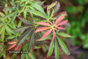 - Acer palmatum 'Orion' Dwarf Red Japanese Maple - Mr Maple │ Buy Japanese Maple Trees
