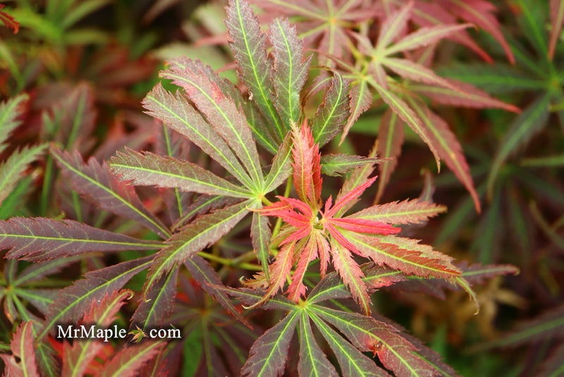 - Acer palmatum 'Orion' Dwarf Red Japanese Maple - Mr Maple │ Buy Japanese Maple Trees