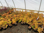 - Acer palmatum 'Golden Falls' Weeping Golden Japanese Maple - Mr Maple │ Buy Japanese Maple Trees