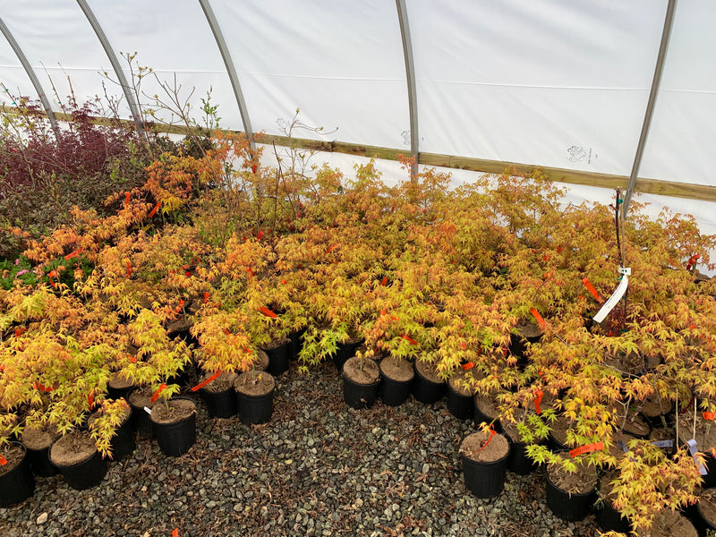 - Acer palmatum 'Golden Falls' Weeping Golden Japanese Maple - Mr Maple │ Buy Japanese Maple Trees