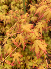 - Acer palmatum 'Golden Falls' Weeping Golden Japanese Maple - Mr Maple │ Buy Japanese Maple Trees