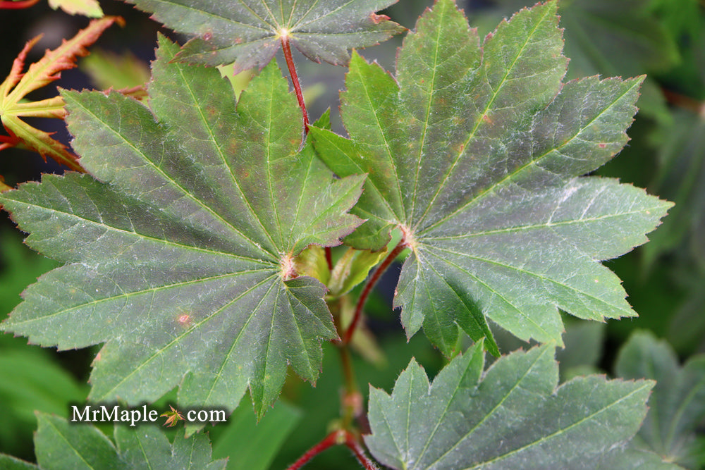 Acer japonicum 'Aka omote' Japanese Maple