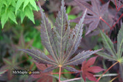- Acer shirasawanum 'Royalty' Red Full Moon Japanese Maple - Mr Maple │ Buy Japanese Maple Trees